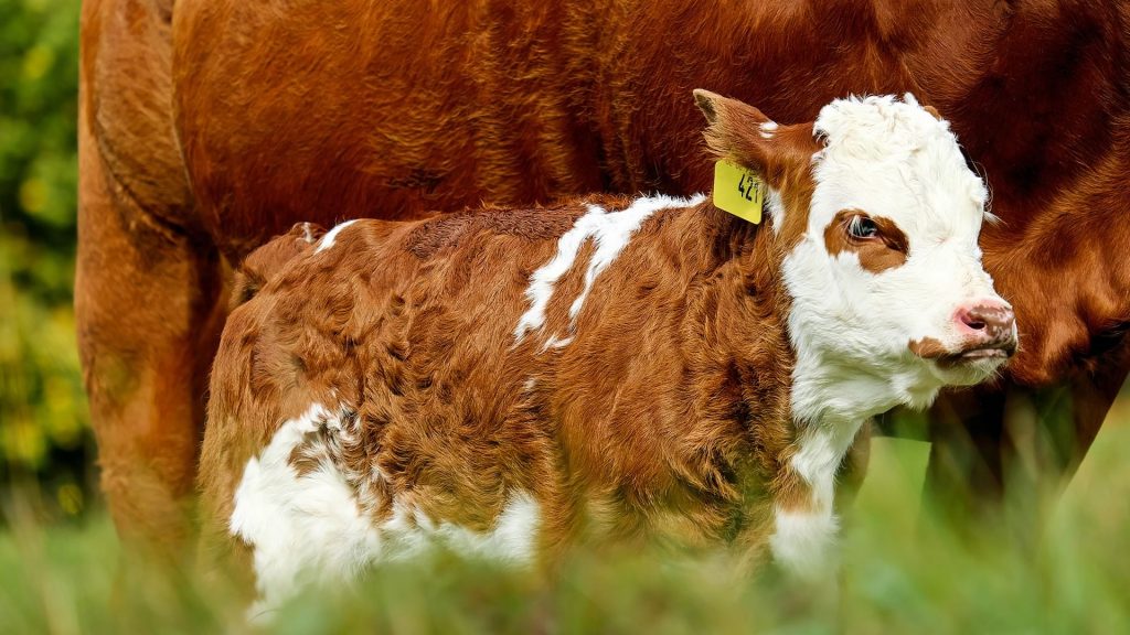 brown and white calf