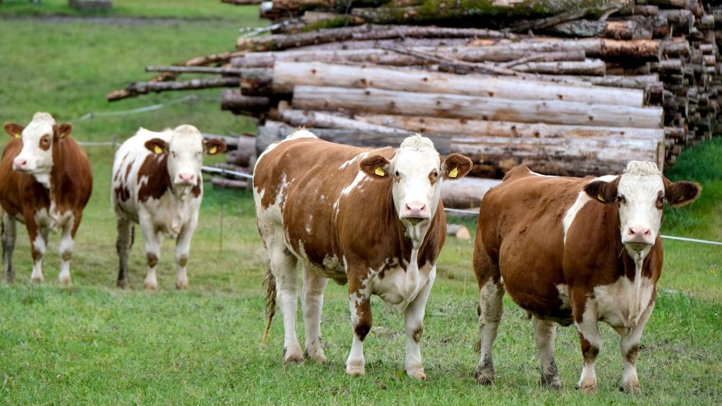 brown and white cows