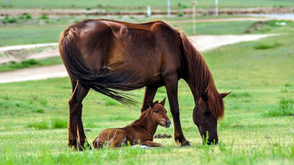 brown horse with foal