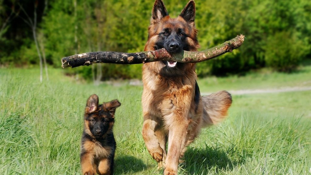 German Shepard with Puppy