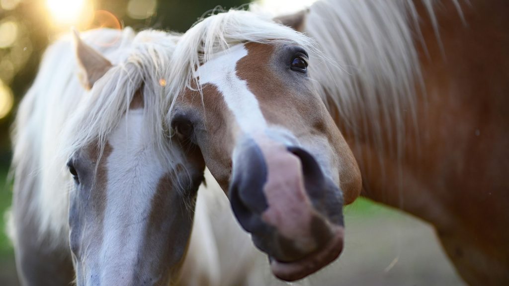 horse looking derpy