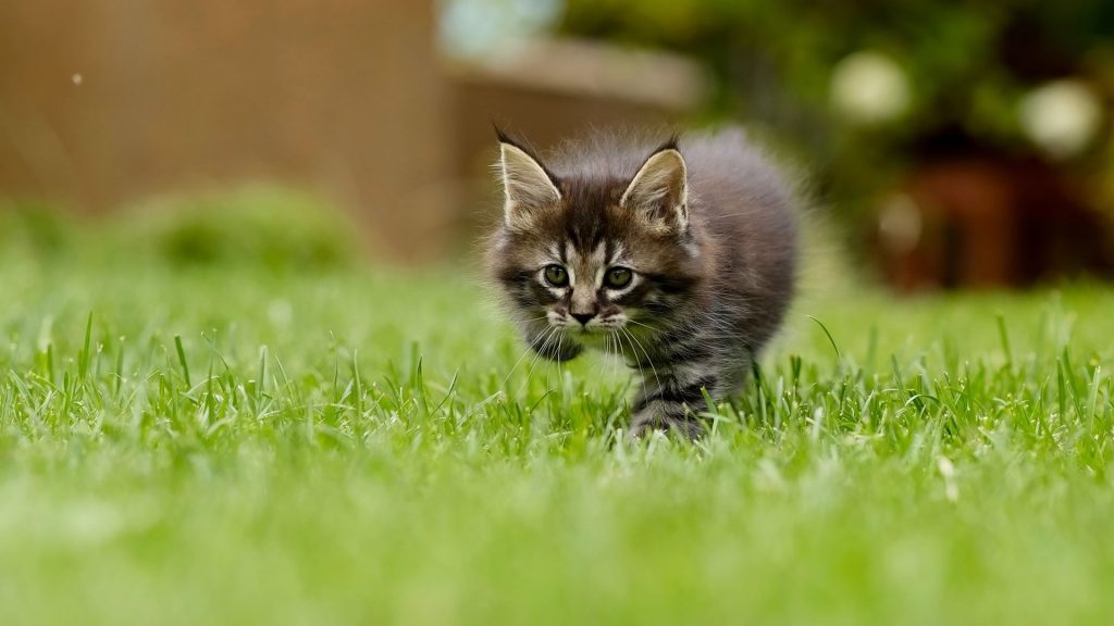 kitten stalking in grass
